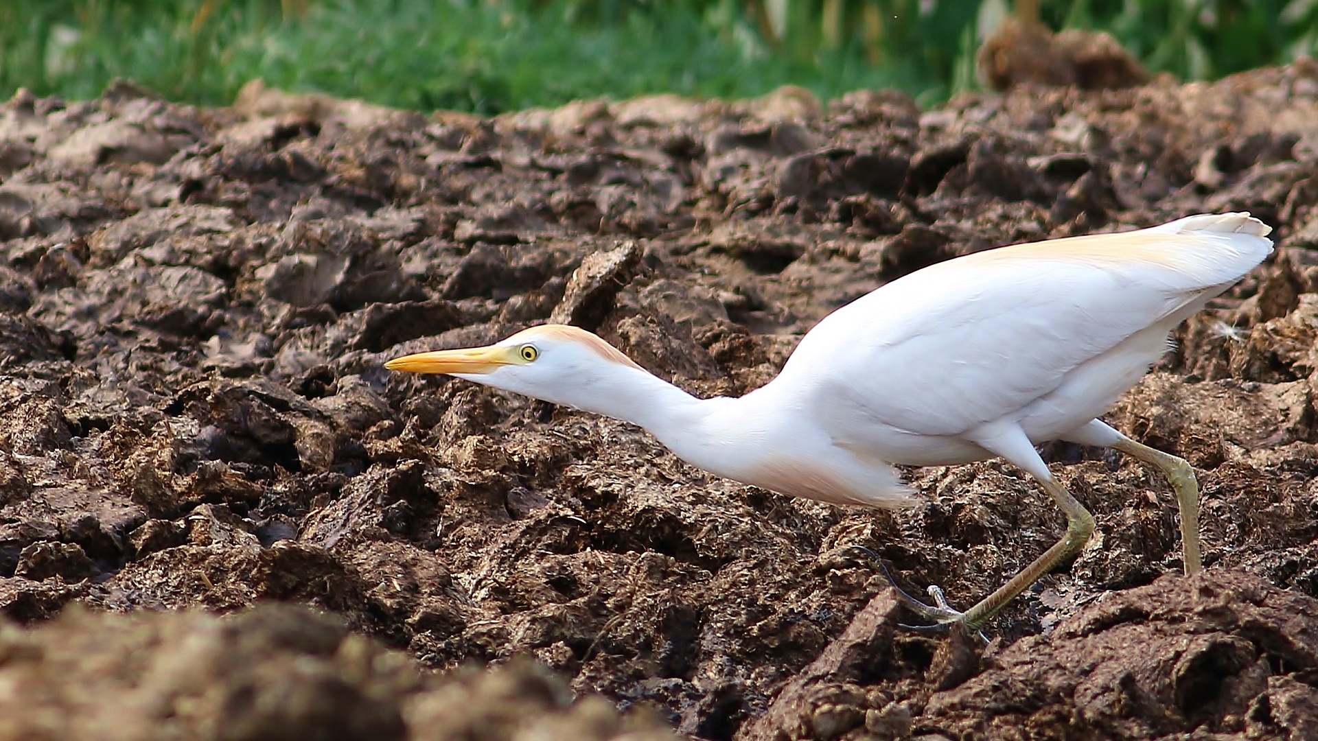 Cattle Egret